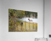 Elk Shot Acrylic Print