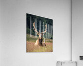 Elk Tongue Acrylic Print