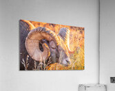 Big Horn Eye Acrylic Print
