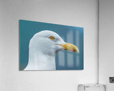 Bird Eye Acrylic Print