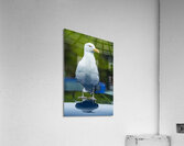 Pround Seagul Acrylic Print