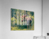 Moose Nub End Acrylic Print