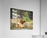 Bugaling Elk Acrylic Print