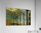 Autumnal tree in front of Wiesental Acrylic Print
