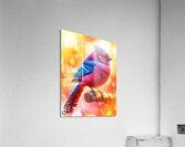 Cardijay  Acrylic Print