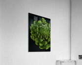 Broccoflower portrait Acrylic Print