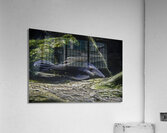 Sneaky Acrylic Print