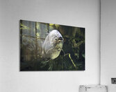Breathe Acrylic Print