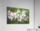 VioletLilacFlower0421 IrisRichardson Acrylic Print