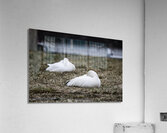 oies blanches 3 Acrylic Print