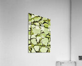 Matcha Lemon Bars Acrylic Print