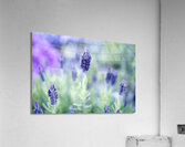 Purple Lavender Flower Macro Acrylic Print