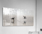 Skimming Acrylic Print