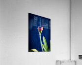 Sweet Lillian Amaryllis X103 Acrylic Print