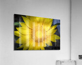 Happy Sunflowers Helianthus X3 1 Acrylic Print