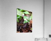 BEC42CCC 0E63 4BFF BDD5 6C3FAB497C8C Acrylic Print