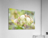 Pastel Blueberry Flower Cluster 0425 Acrylic Print