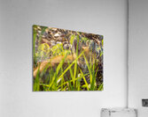 Fox Kit Acrylic Print