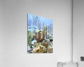 Scene Acrylic Print