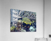 Branches Acrylic Print