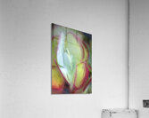 Flapjack Plant Kalanchoe X109 Acrylic Print