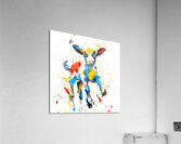Baby Kid Goat - Kid Of Goat Acrylic Print