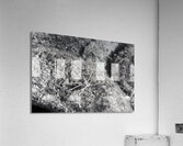 Crawler Acrylic Print
