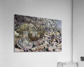 Better Acrylic Print