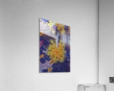 Expansive Acrylic Print