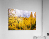 Larch Valley Gold Acrylic Print