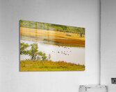 Waterton Lakess Geese  Acrylic Print