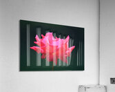 Glowing Pink Rose Acrylic Print