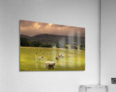 Grazing Sheep Acrylic Print