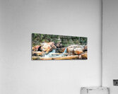MOUNTAIN STREAM P Acrylic Print