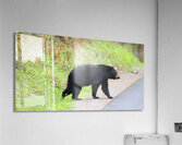 Why did the bear cross the road  Acrylic Print