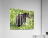 Flirty Acrylic Print