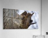 cwDSC 3215 Acrylic Print
