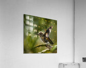 Hummingbird Taking Flight  Acrylic Print