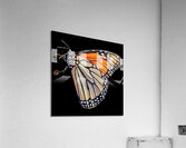 Monarch Acrylic Print