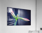 Sweet Lillian Amaryllis X1 1 Acrylic Print