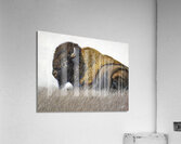 My Land Acrylic Print
