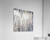 Frost-Kissed Beauty Acrylic Print