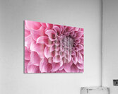 Dahlia Petals Acrylic Print