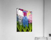 Floral Symphony Acrylic Print