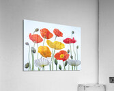 Multi coloured Poppies Acrylic Print