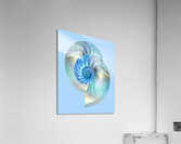 Blue Nautilus Pair Acrylic Print