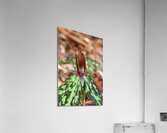 Little Sweet Betsy Acrylic Print