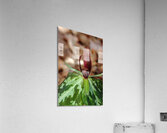 Little Sweet Betsy I Acrylic Print