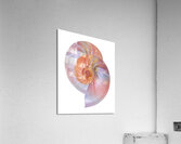 Pink Nautilus Pair On White Acrylic Print