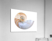 Natural Nautilus Seashell On White Acrylic Print